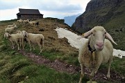 05 Con le pecore al Bivacco Tre Pizzi-Pietra Quadra (2050 m)